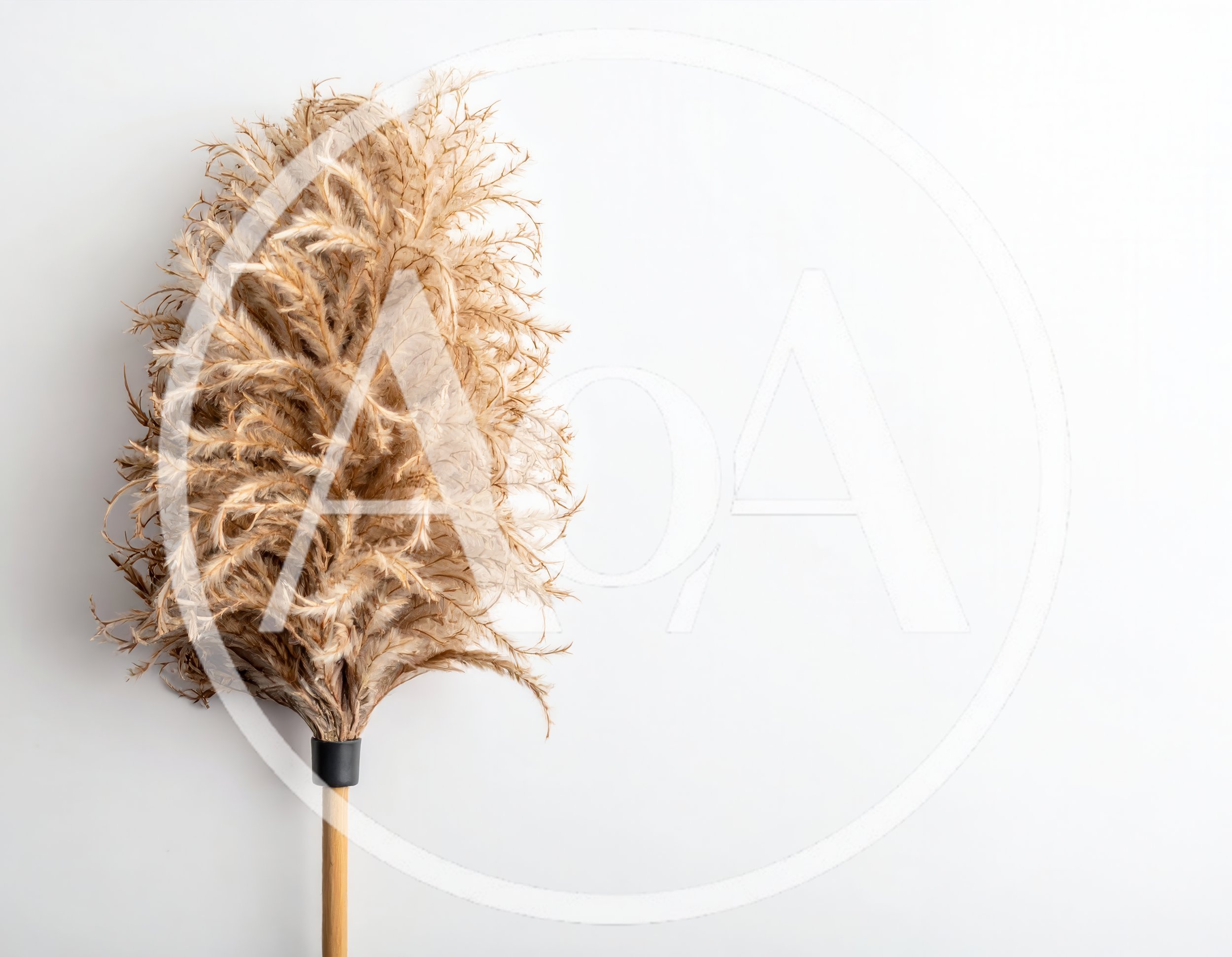 Feather Duster Isolated On White Background