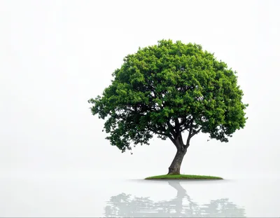 Solitary Green Tree On A Small Island