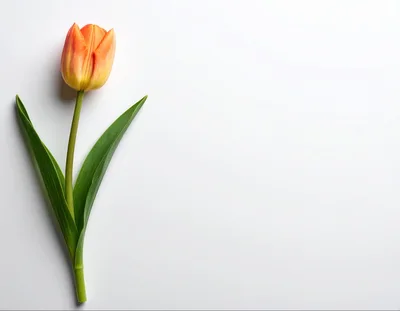 Single Orange Tulip Flower on White Background