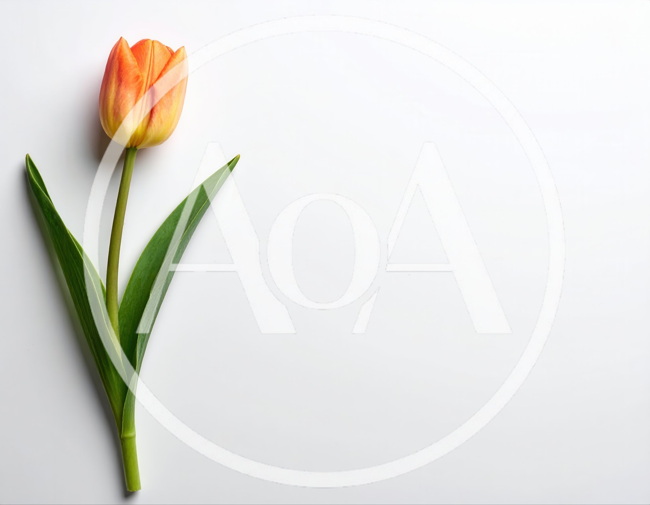 Single Orange Tulip Flower on White Background