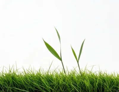 Two Green Grass Shoots Growing From A Lawn
