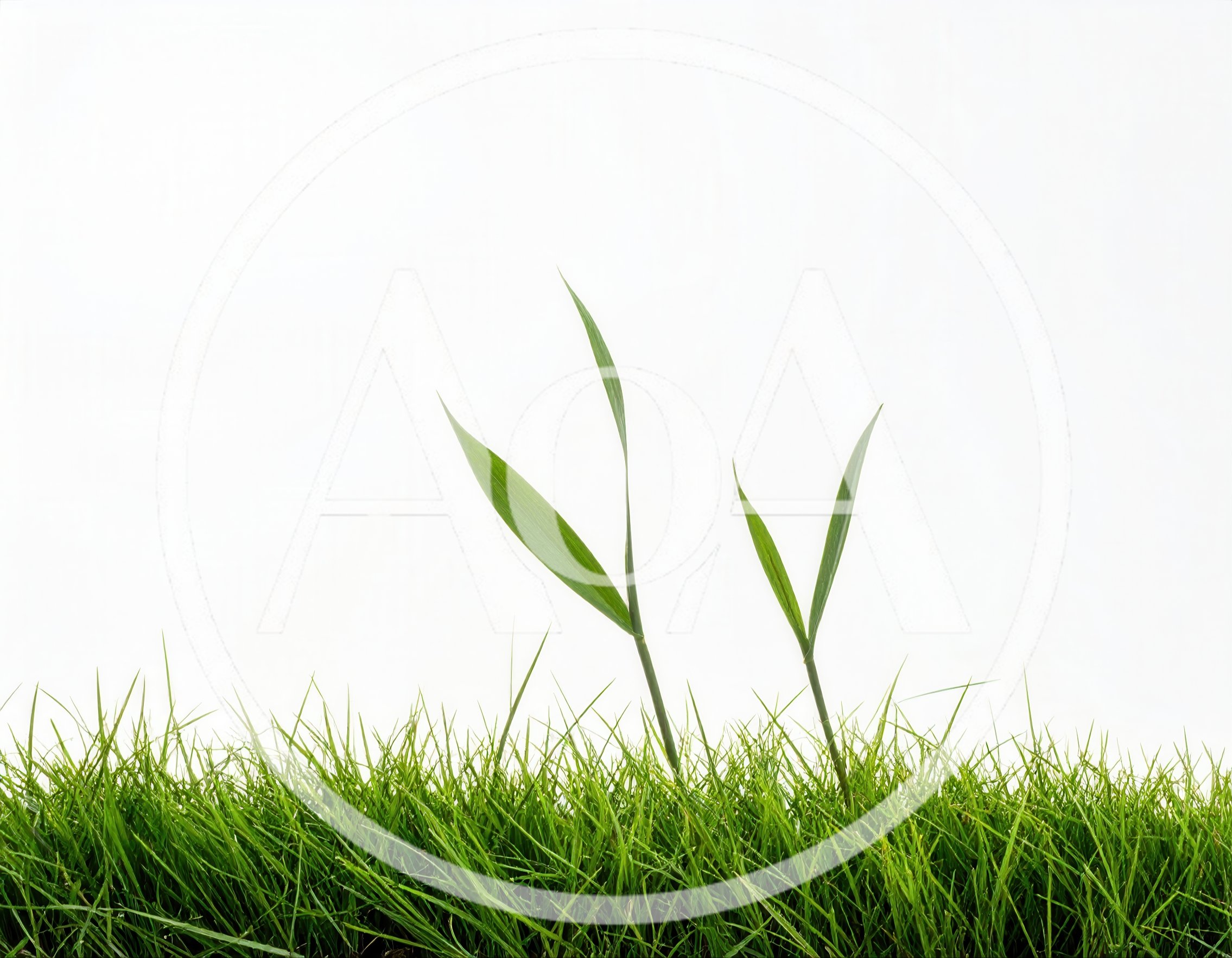 Two Green Grass Shoots Growing From A Lawn