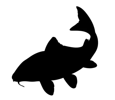 Black Silhouette Of A Carp Fish