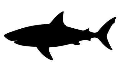 Black Silhouette Of A Great White Shark