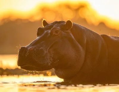 Hippopotamus Emerging From Water At Sunset