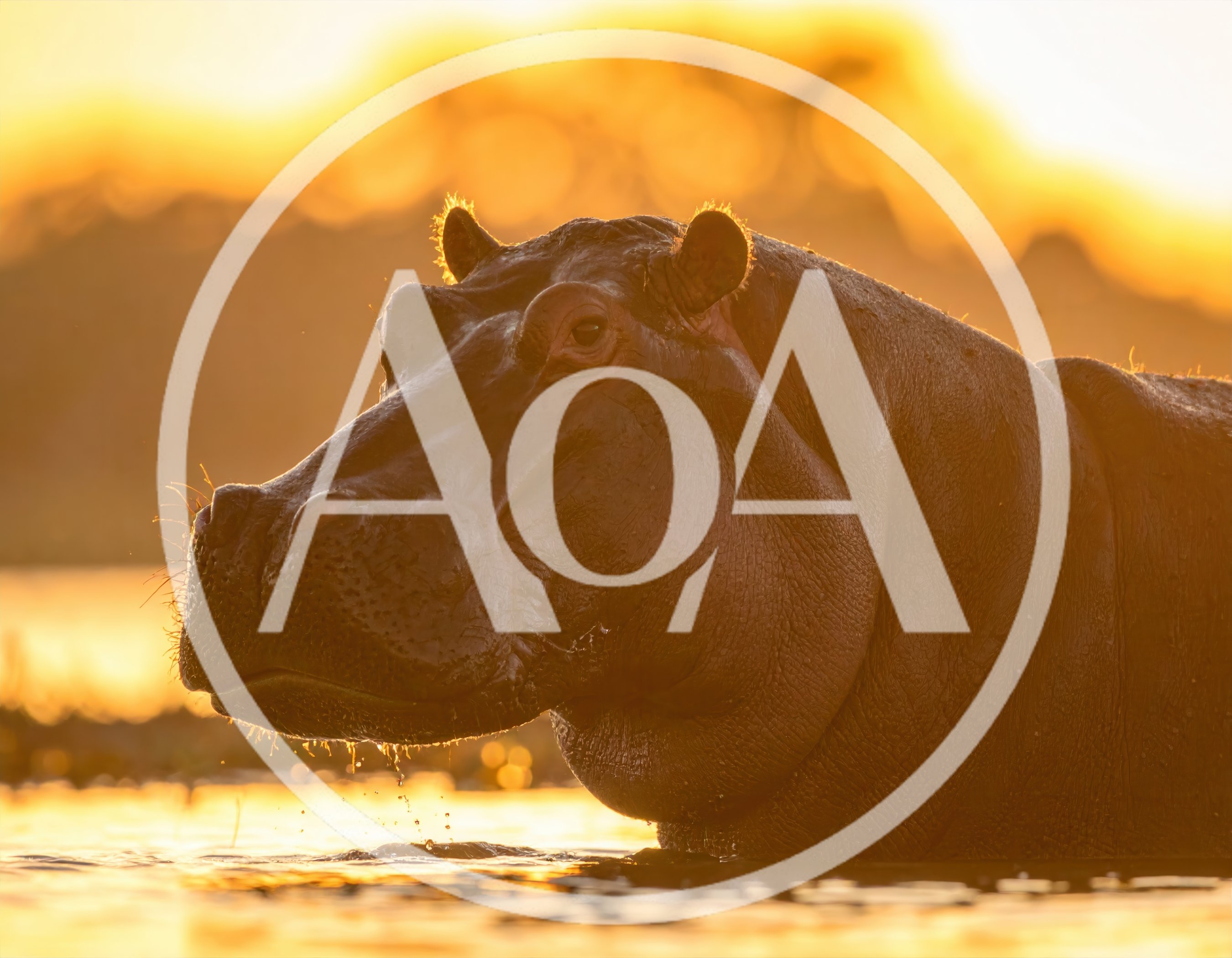Hippopotamus Emerging From Water At Sunset