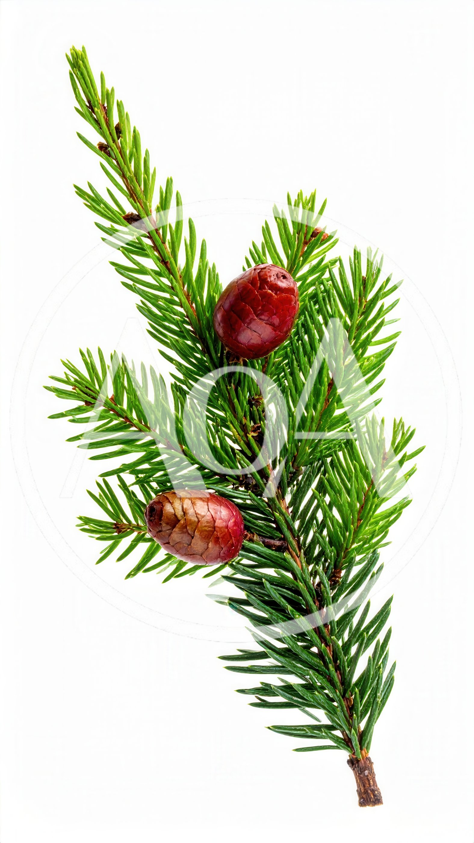 Spruce Branch With Two Red Cones
