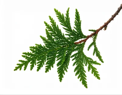 Fresh Green Thuja Branch Isolated On White Background