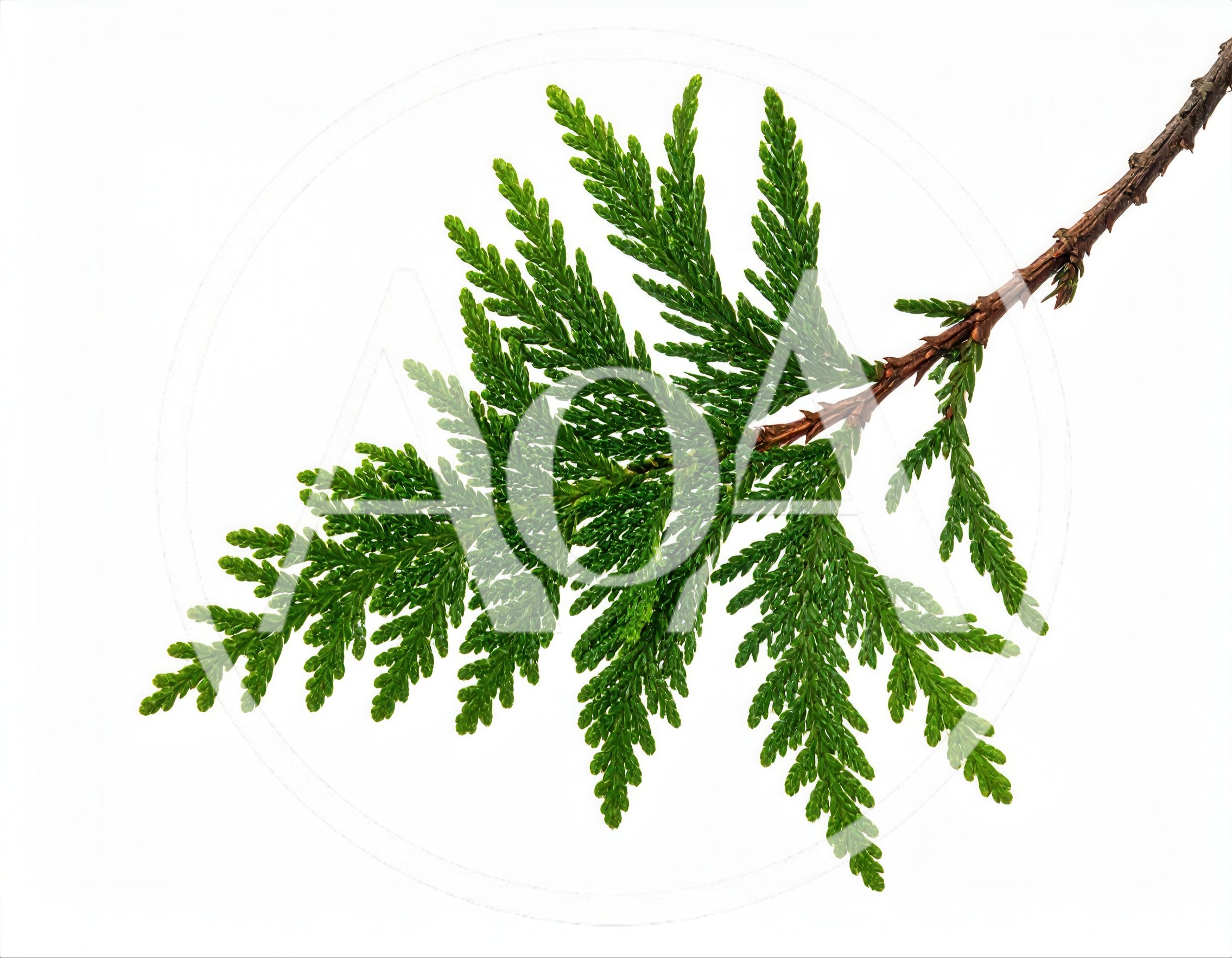 Fresh Green Thuja Branch Isolated On White Background