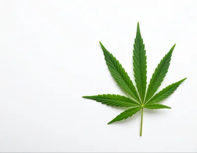 Single Green Cannabis Leaf On White Background