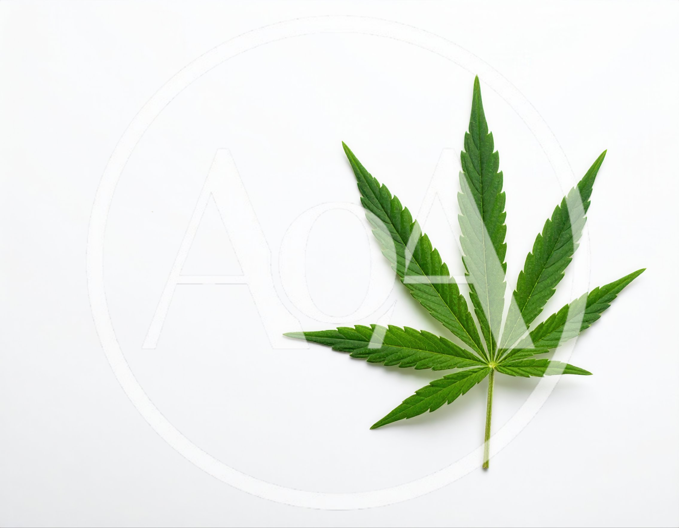 Single Green Cannabis Leaf On White Background