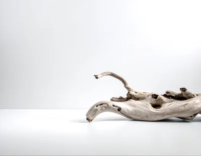 Weathered Driftwood Piece on White Background