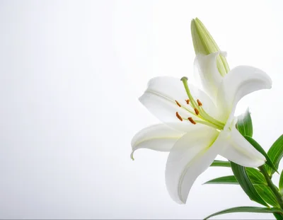 Single White Lily Flower Against A Clean White Background