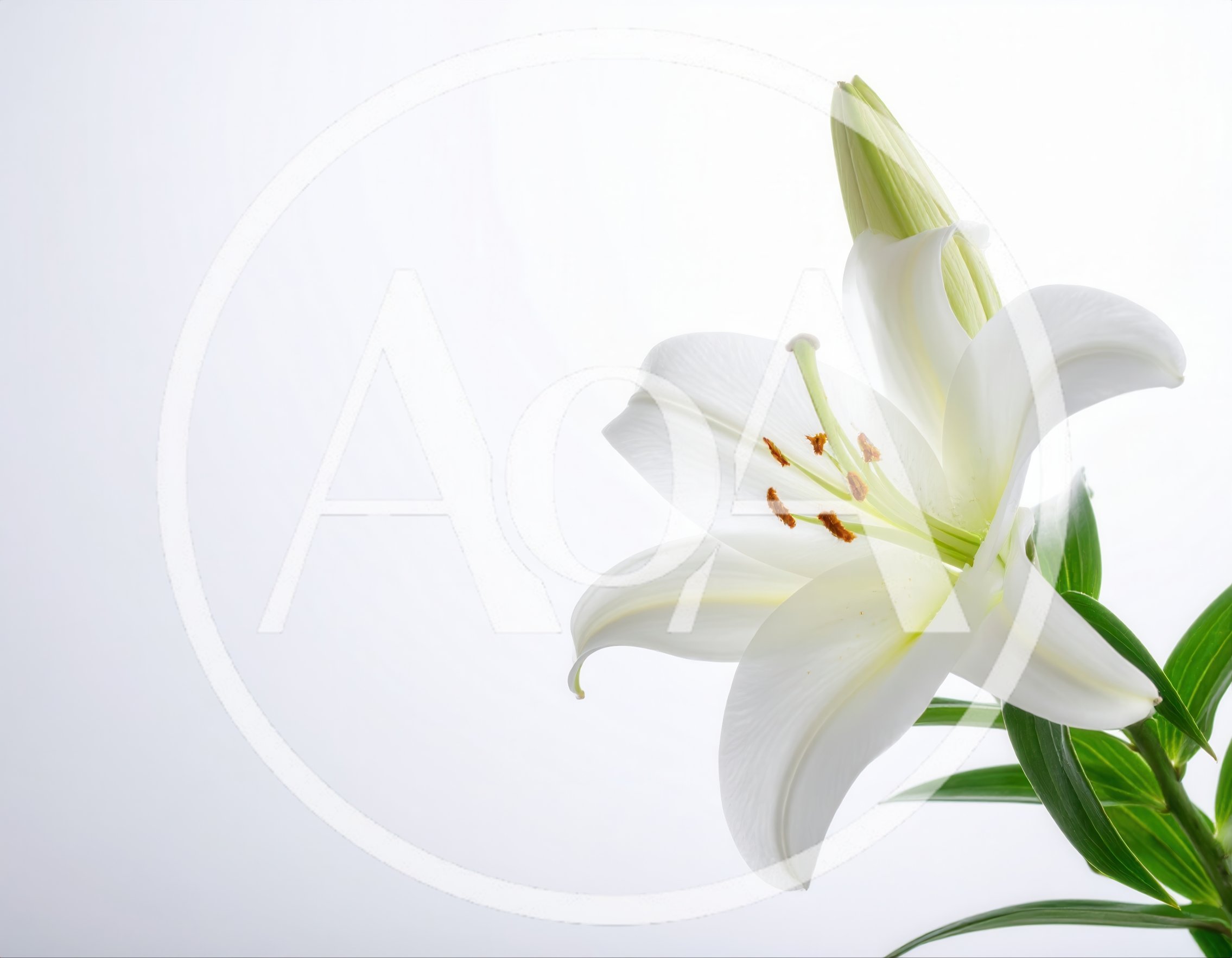 Single White Lily Flower Against A Clean White Background