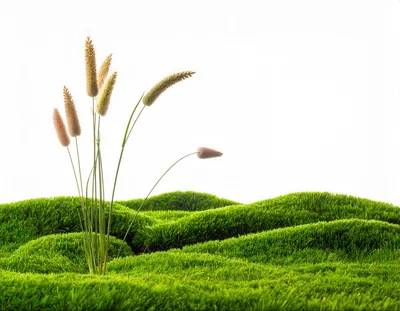 Green Mossy Hills With Tall Grass Stalks