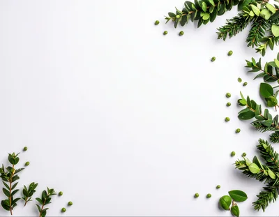 Christmas Greenery Border on White Background