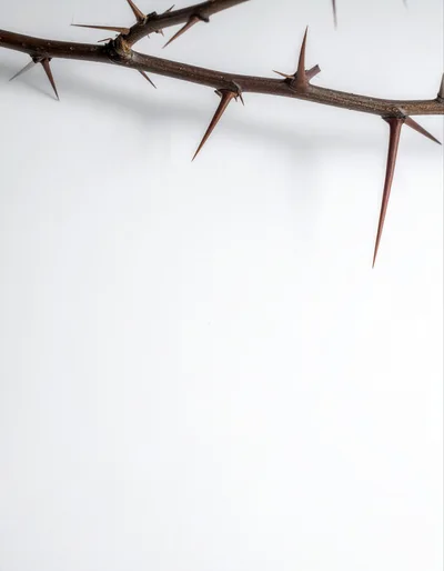 Thorny Branch Isolated On White Background