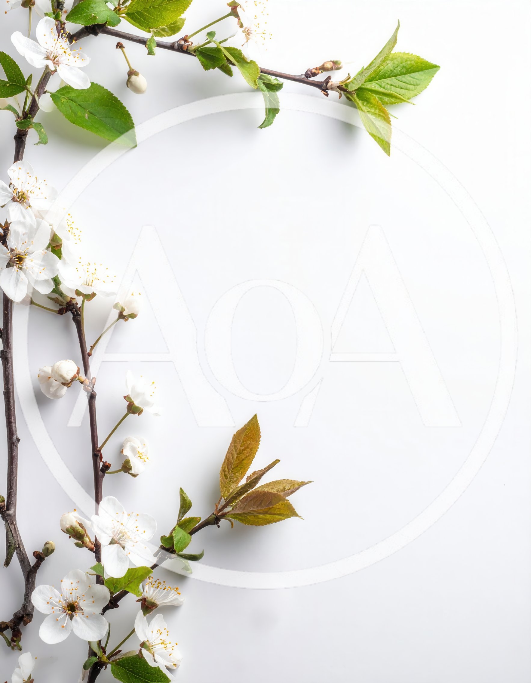 White Cherry Blossom Branches on White Background