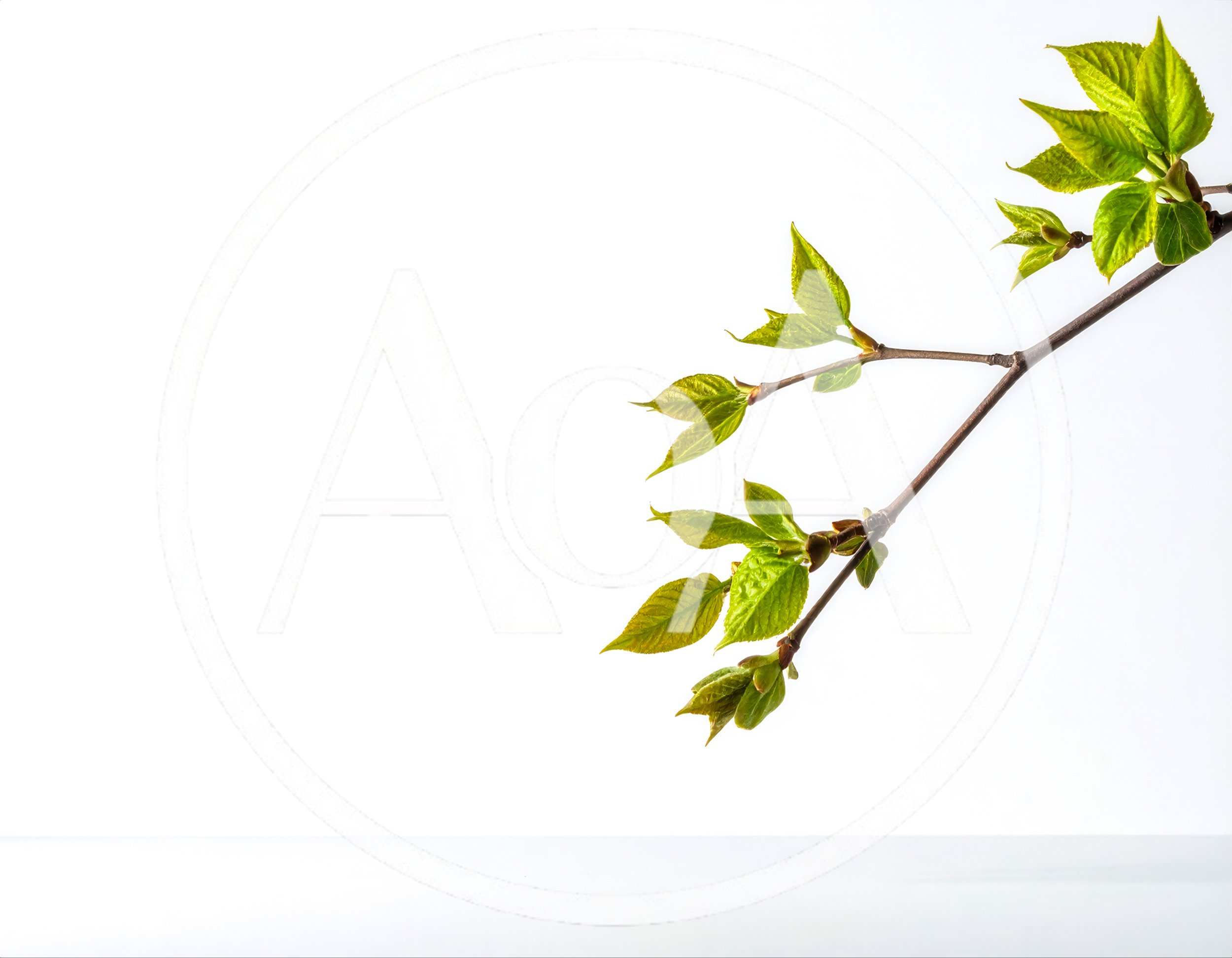 Fresh Green Spring Leaves On A Tree Branch