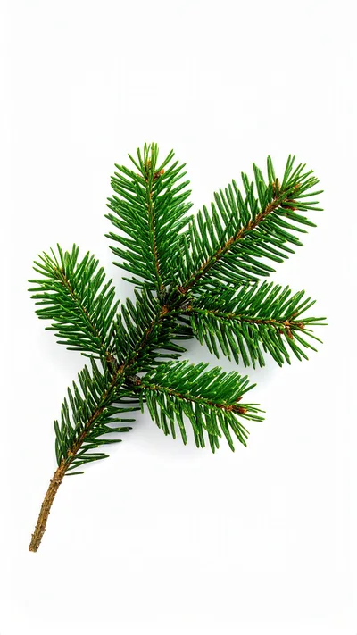 Fresh Green Fir Tree Branch Isolated On White
