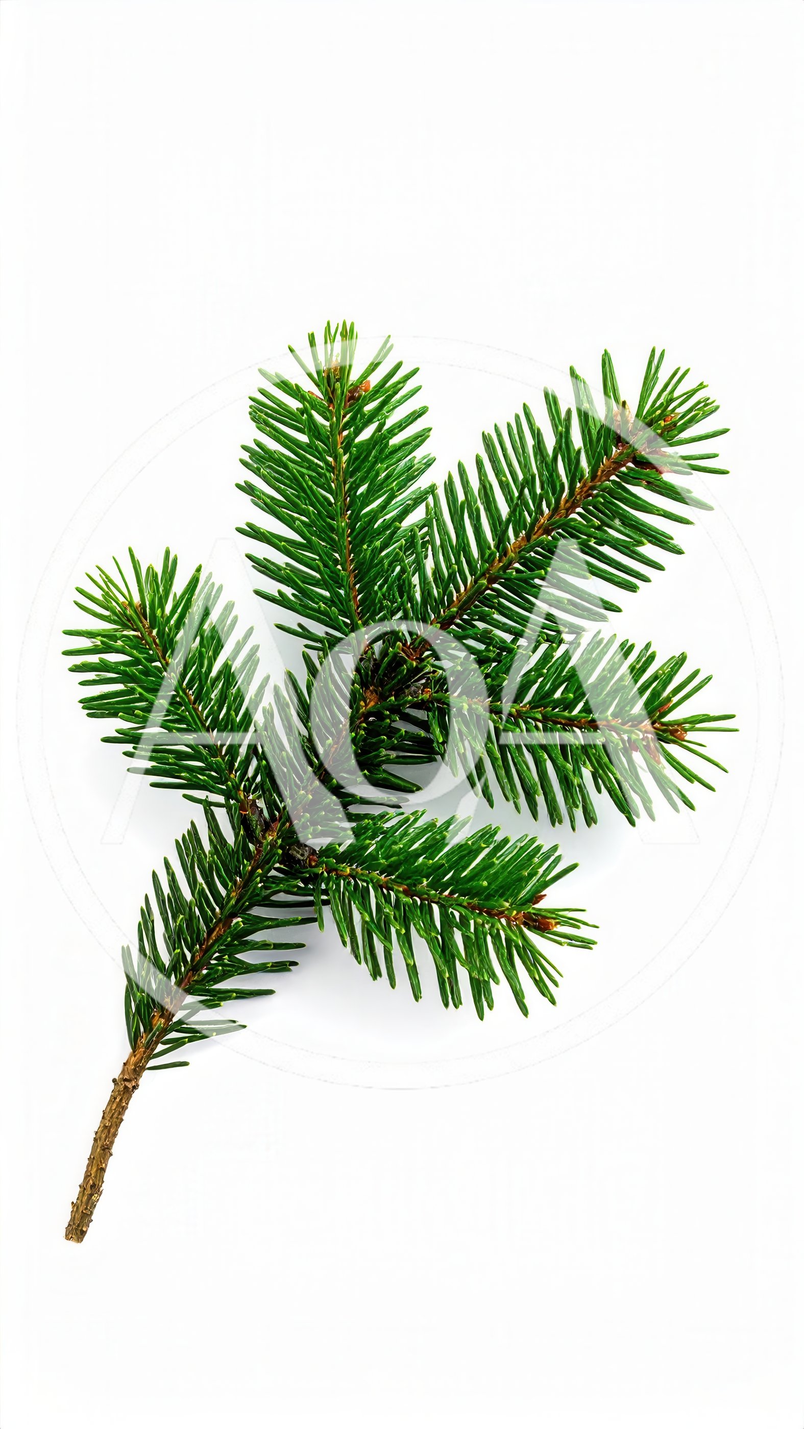Fresh Green Fir Tree Branch Isolated On White