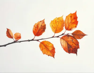 Autumnal Beech Branch With Vibrant Orange Leaves