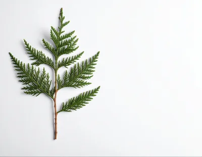 Single Green Thuja Branch On White Background