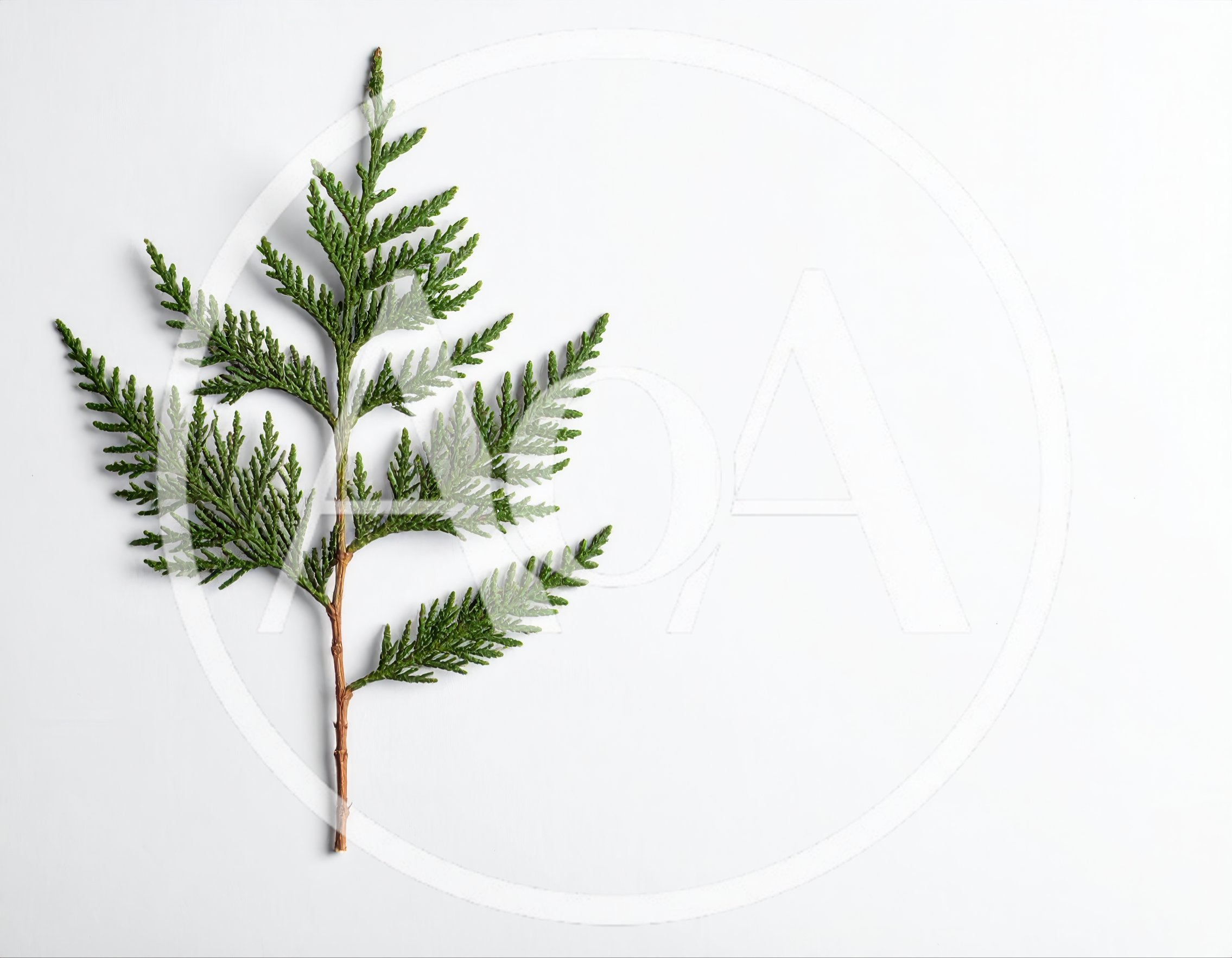 Single Green Thuja Branch On White Background