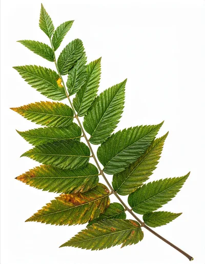 Pinnate Leaf Branch With Autumnal Coloration