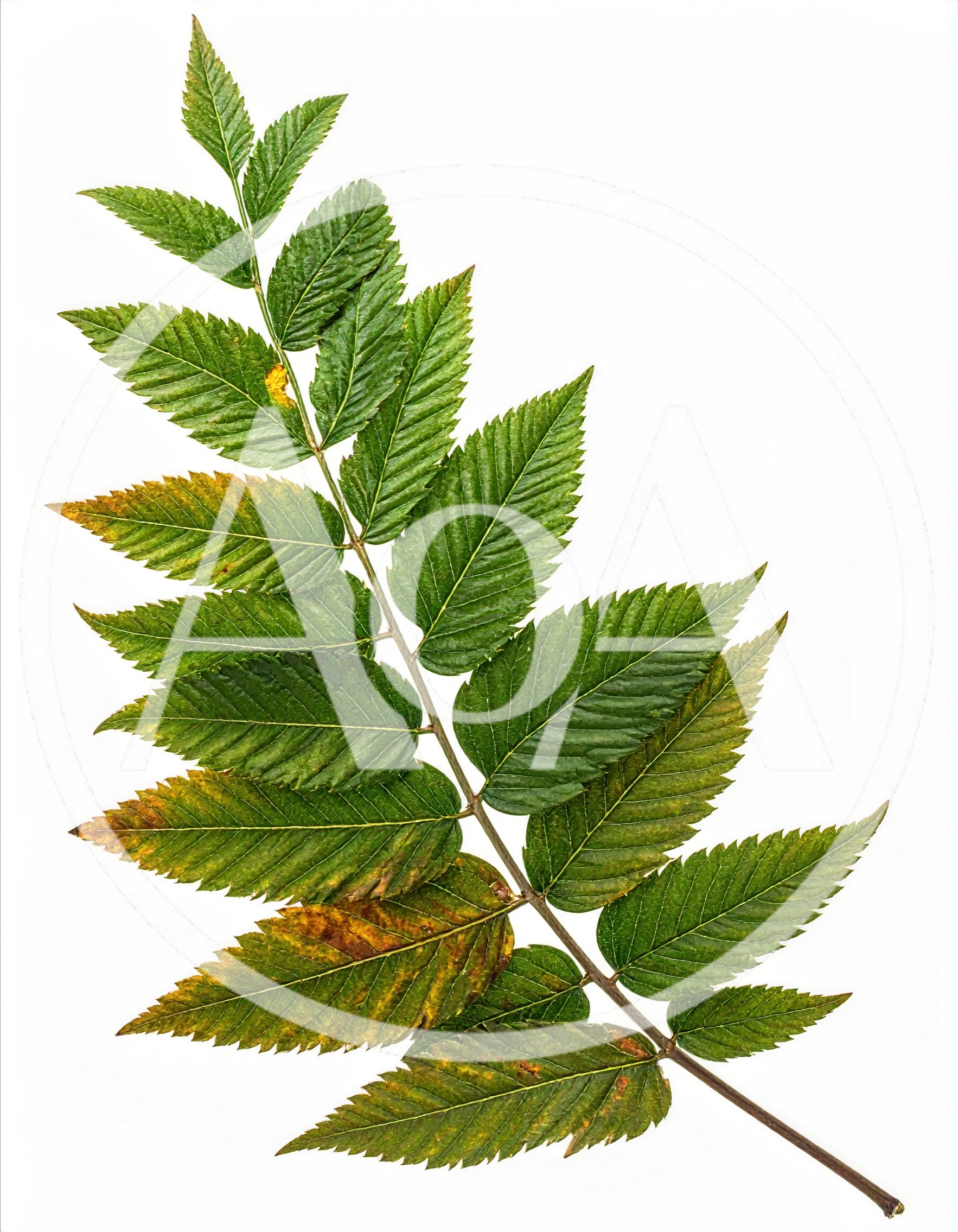 Pinnate Leaf Branch With Autumnal Coloration
