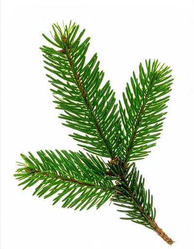 Fresh Green Spruce Branch Isolated On White Background