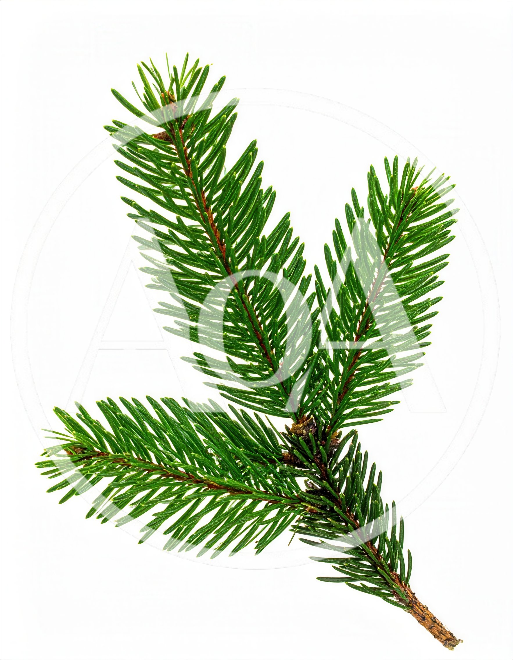 Fresh Green Spruce Branch Isolated On White Background
