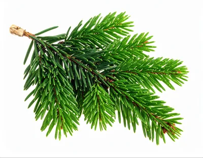 Fresh Green Spruce Branch Isolated On White Background