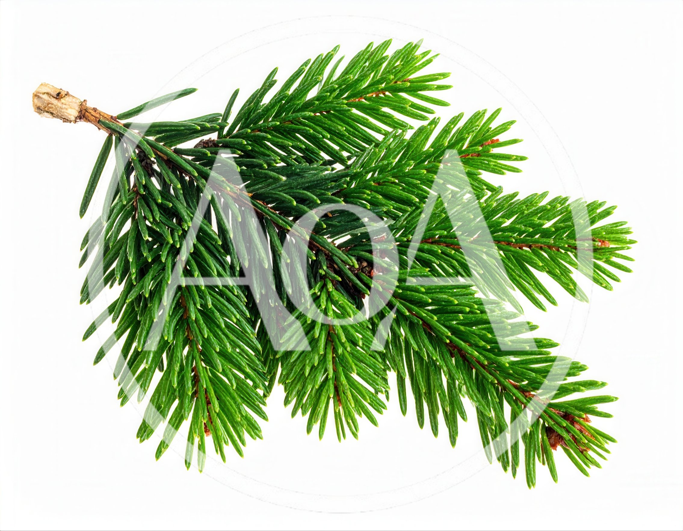 Fresh Green Spruce Branch Isolated On White Background