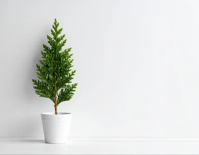 Small Potted Evergreen Tree Against White Wall
