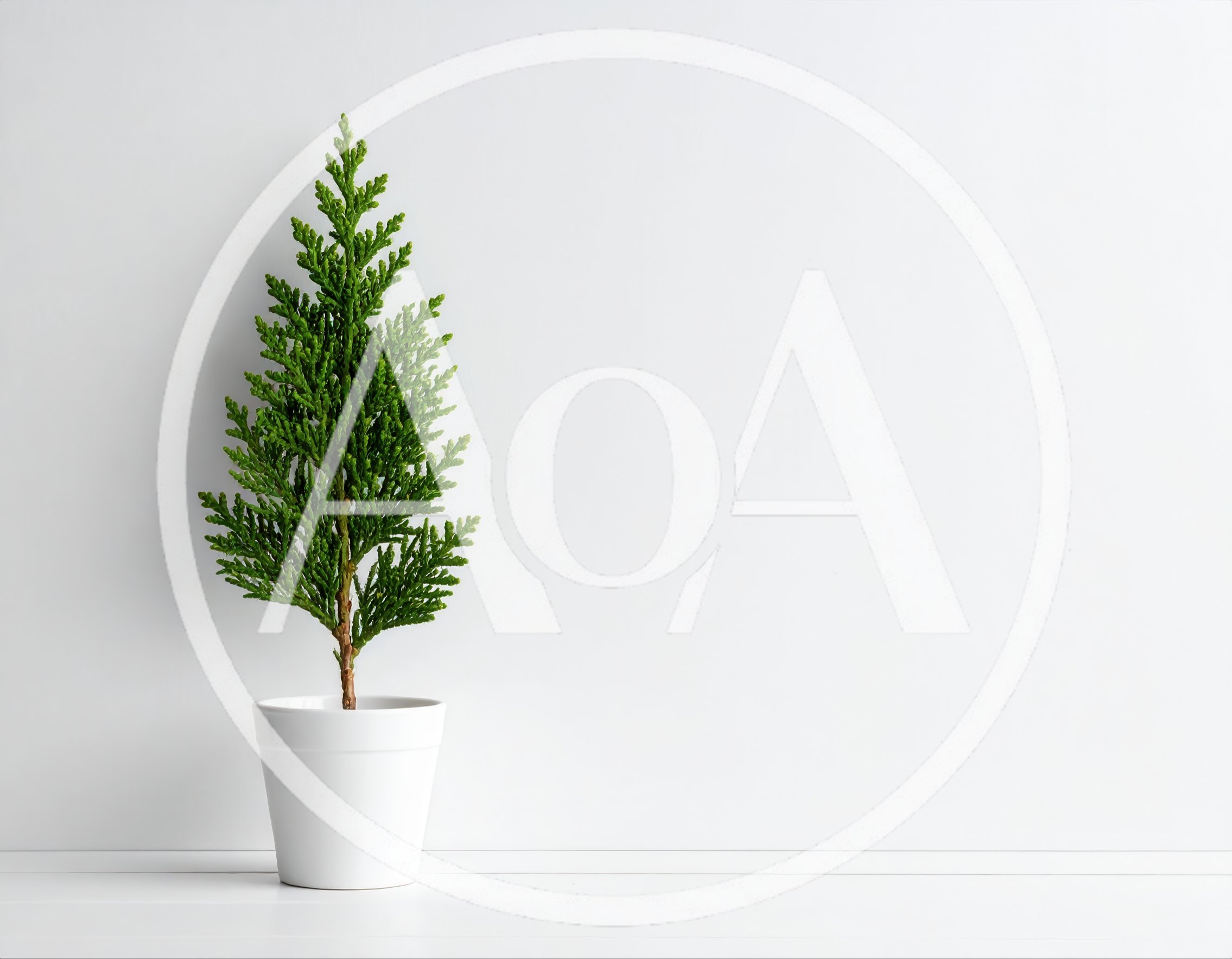 Small Potted Evergreen Tree Against White Wall