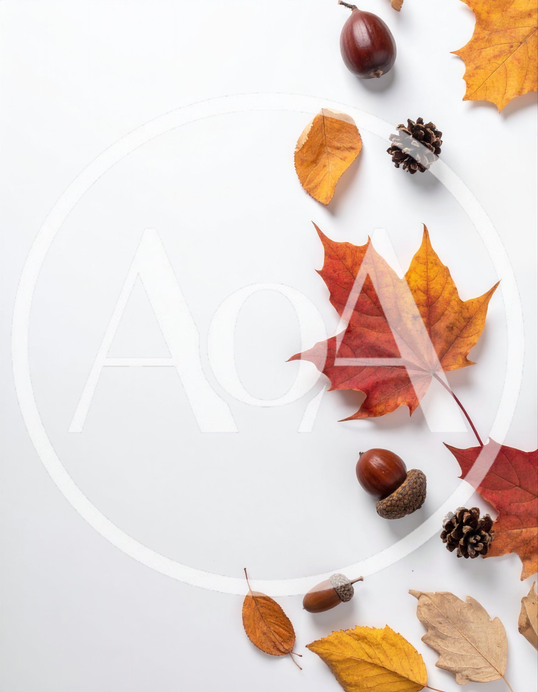 Autumn Leaves and Acorns on White Background