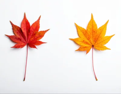 Two Vibrant Autumn Maple Leaves On White Background