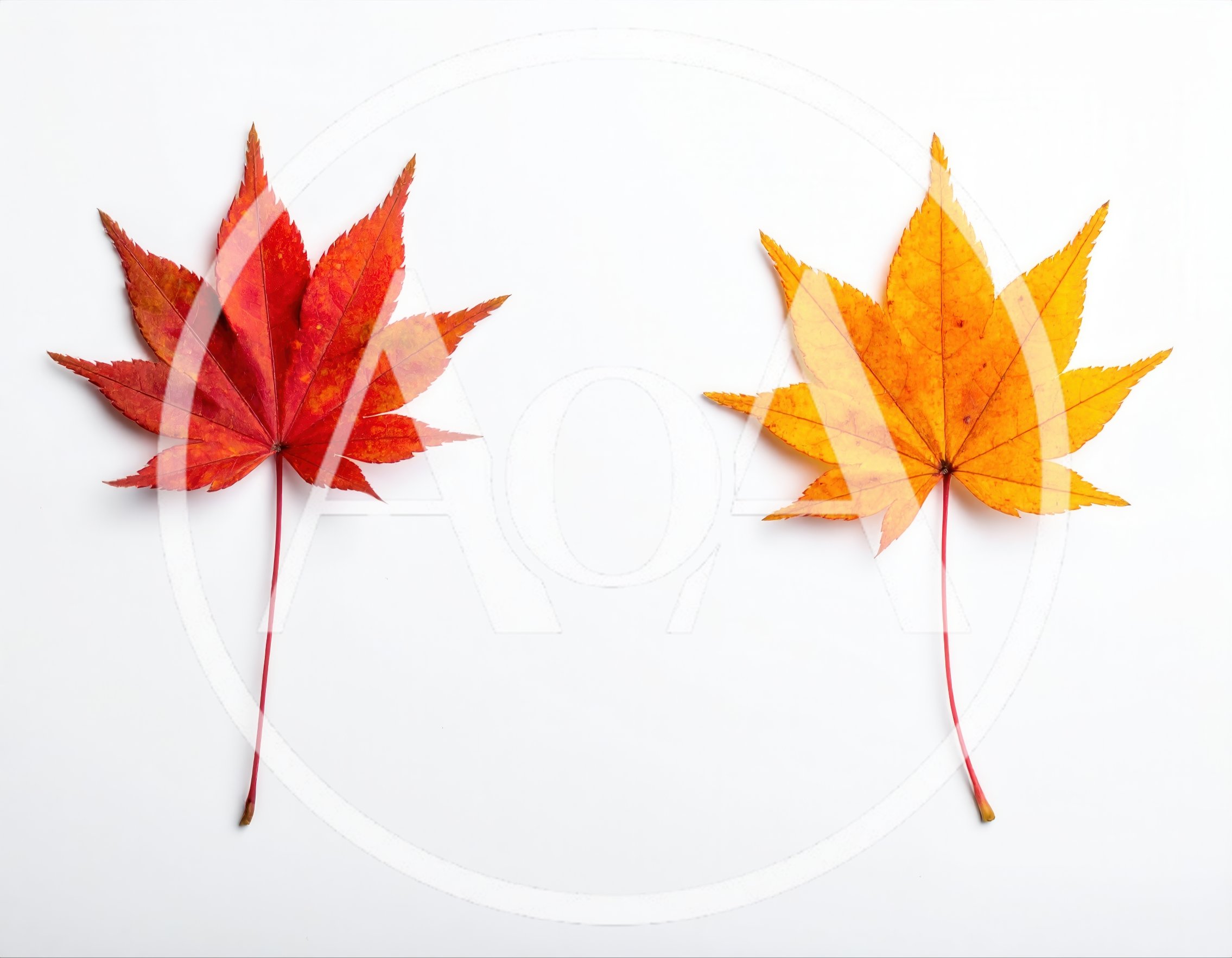 Two Vibrant Autumn Maple Leaves On White Background