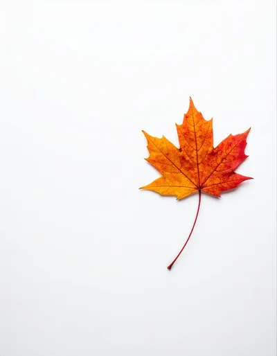 Single Vibrant Autumn Maple Leaf on White Background