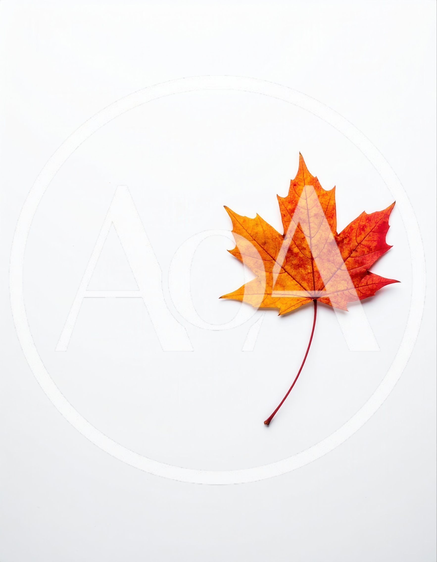 Single Vibrant Autumn Maple Leaf on White Background