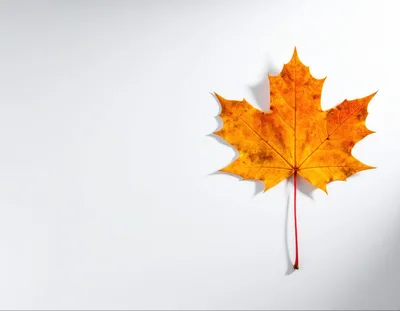 Single Vibrant Autumn Maple Leaf on White Background