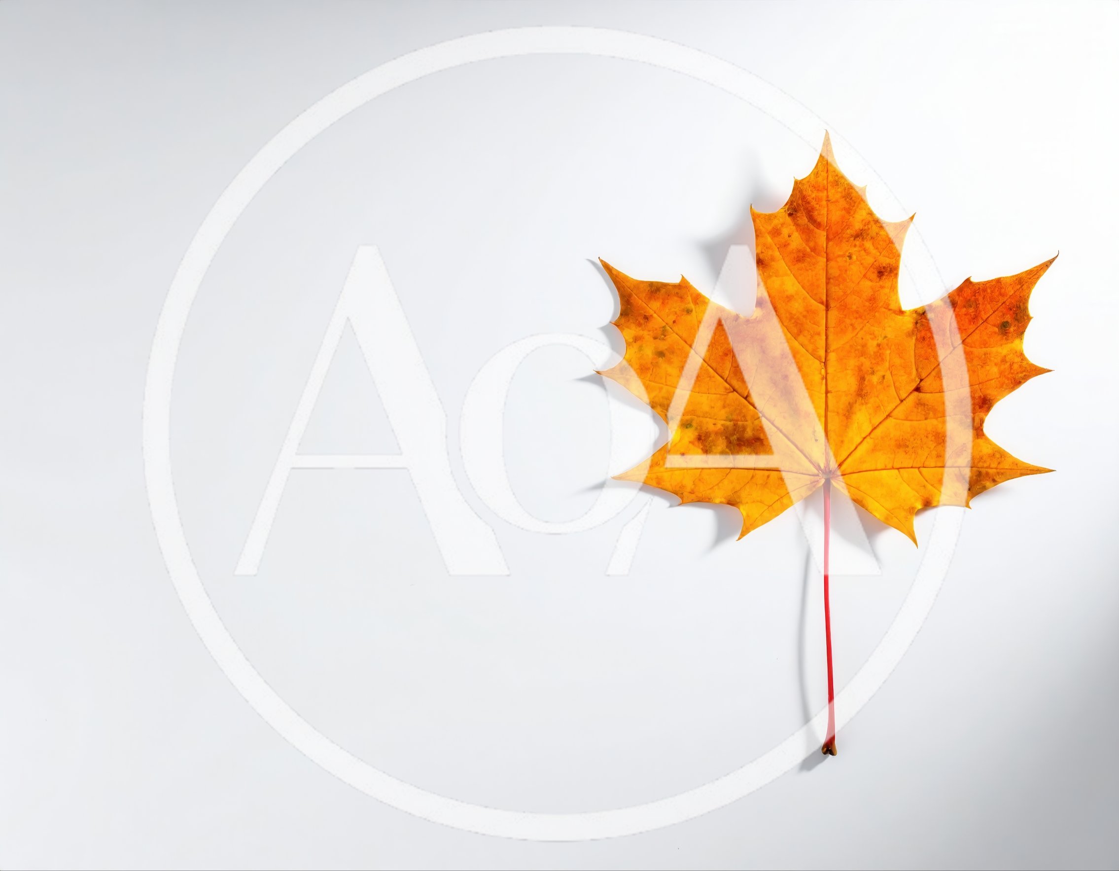 Single Vibrant Autumn Maple Leaf on White Background