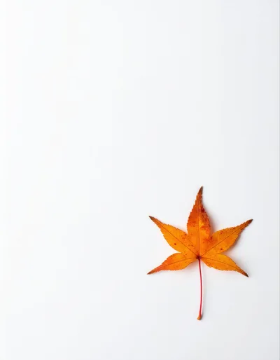 Single Orange Maple Leaf On White Background