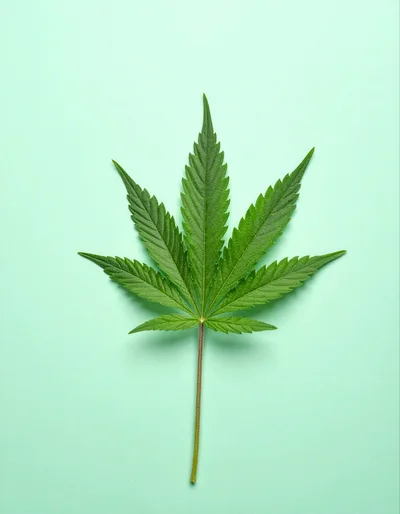 Single Green Cannabis Leaf On Pastel Background