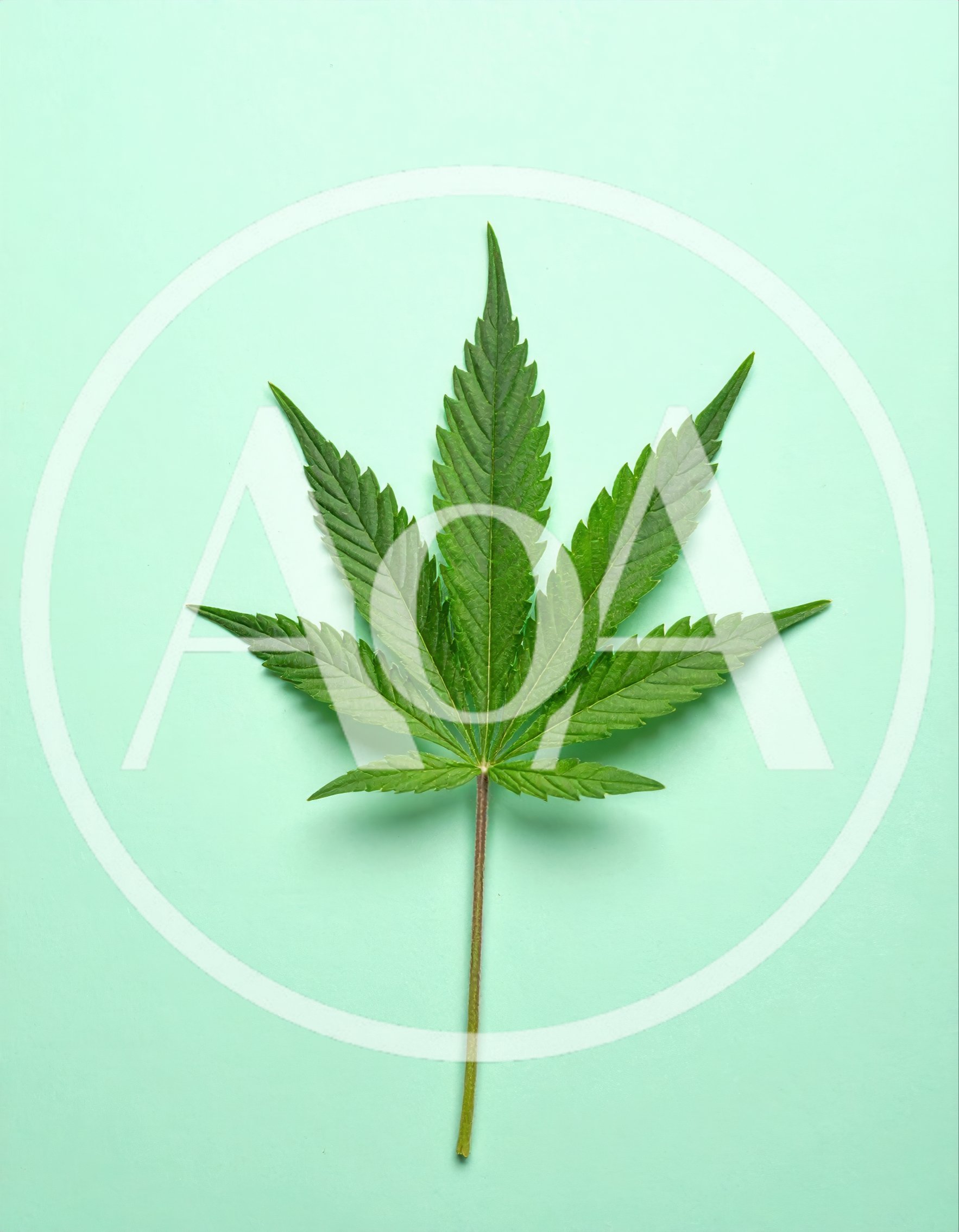 Single Green Cannabis Leaf On Pastel Background