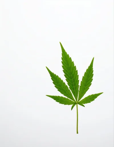 Single Green Cannabis Leaf On White Background