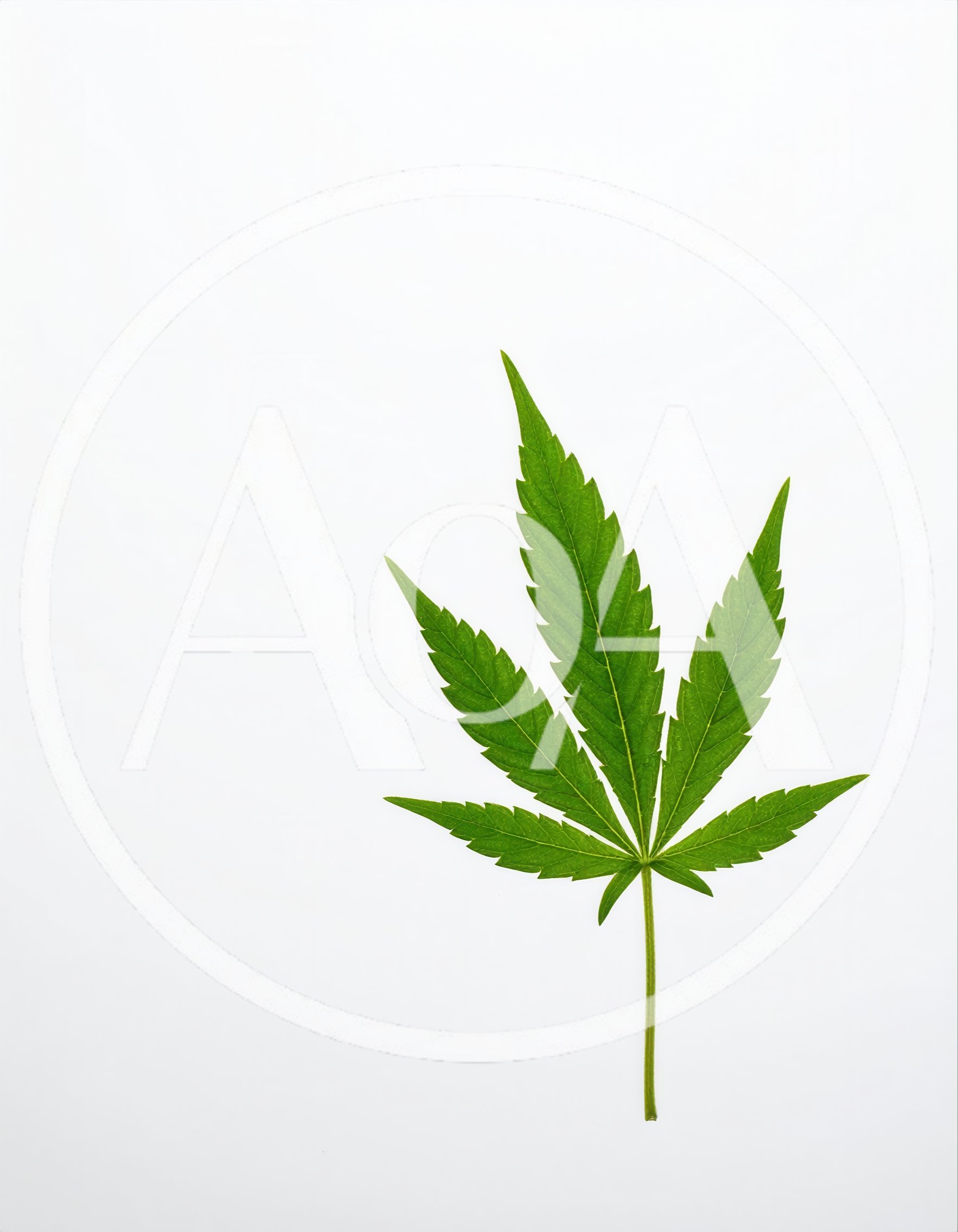 Single Green Cannabis Leaf On White Background