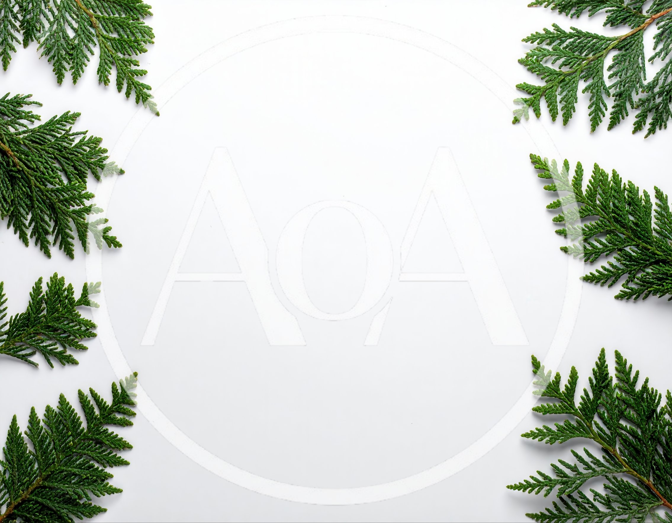 Evergreen Thuja Branches Arranged As A Frame