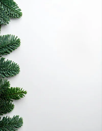 Evergreen Fir Branches Border on White Background